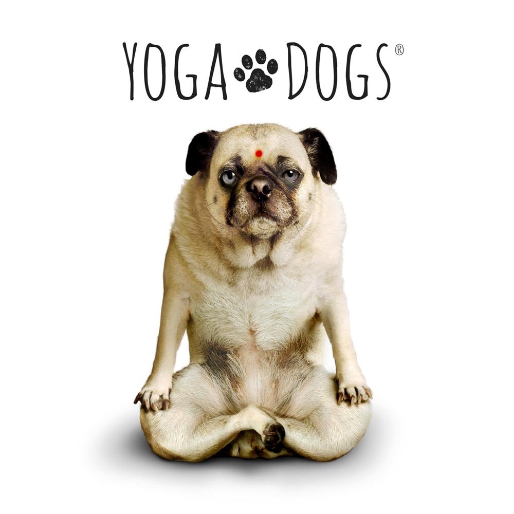 Yoga Dogs & Yoga Cats